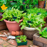 growing vegetable seeds indoors vs. outdoors