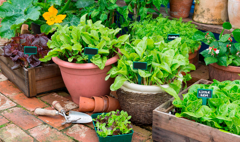 Pros and cons of growing vegetable seeds indoors vs. outdoors