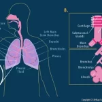 Types of Lung Function Tests Explained