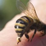 How Stinging Insect Allergies Can Affect Quality of Life